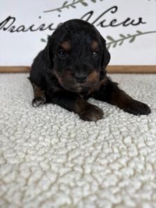 Bingo's Male 1`