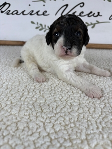 Bingo's Male 2