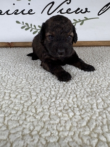 Bingo's Male 3