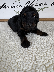 Bingo's Male 4