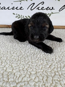 Bingo's Male 5