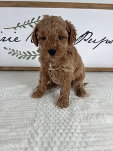 Rue & Tyke