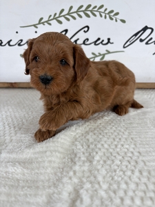 Rue's Male 380 3lb 2oz
