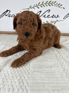 Rue's Male 386 4lb 8oz