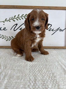 Lola's Male 391 5lb 14oz