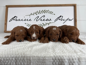 Minnie's Males