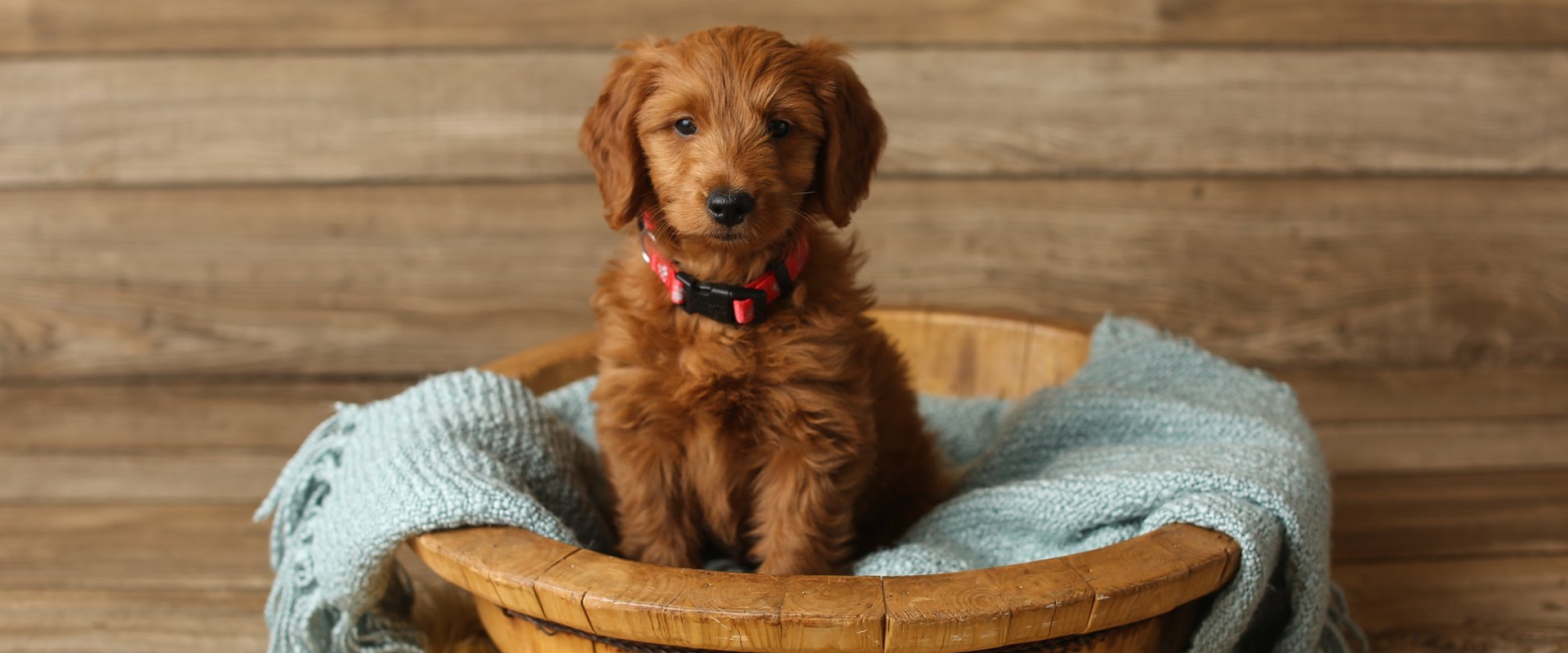 Dog Breeds