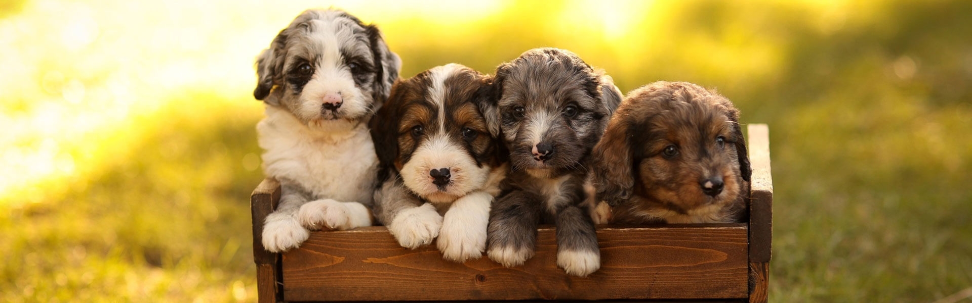 Prairie View Puppies Current Litters