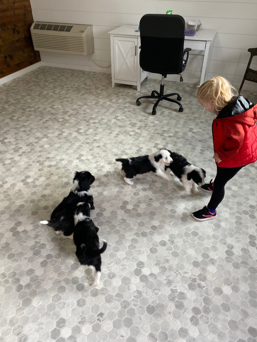 Selecing the Newest Addition to Your Family