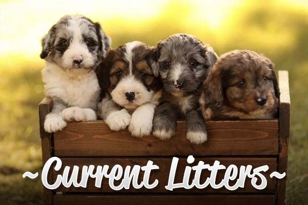 Current Litters