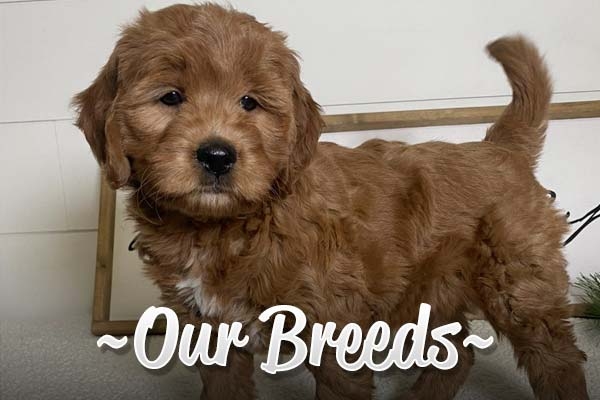 Our Breeds