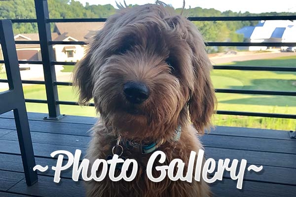 Photo Gallery