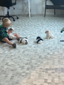 Miniature Poodle Playtime