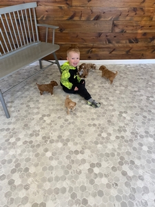 Tiny F1B Mini Goldendoodles