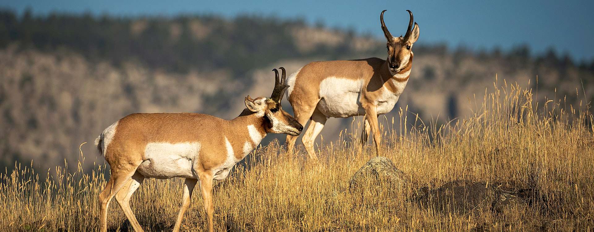 Antelope Hunts