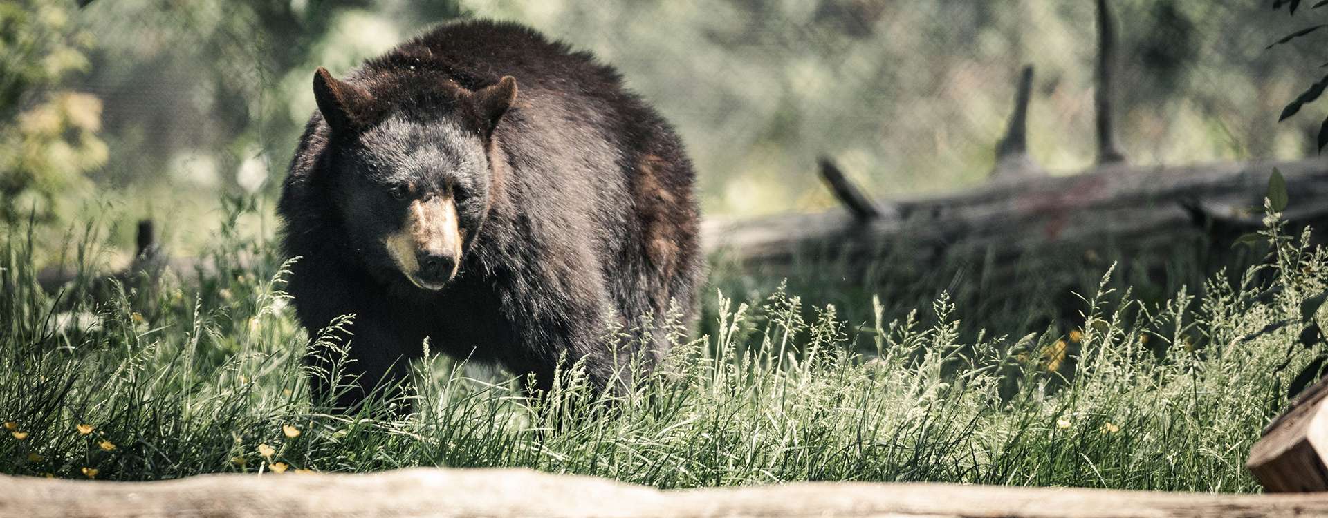 Black Bear Hunts