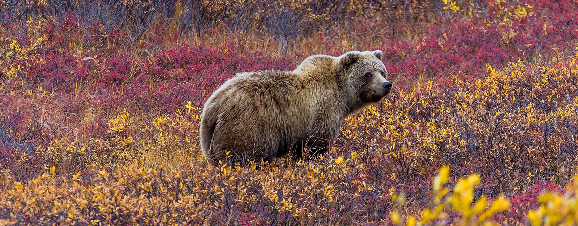 Brown Bear