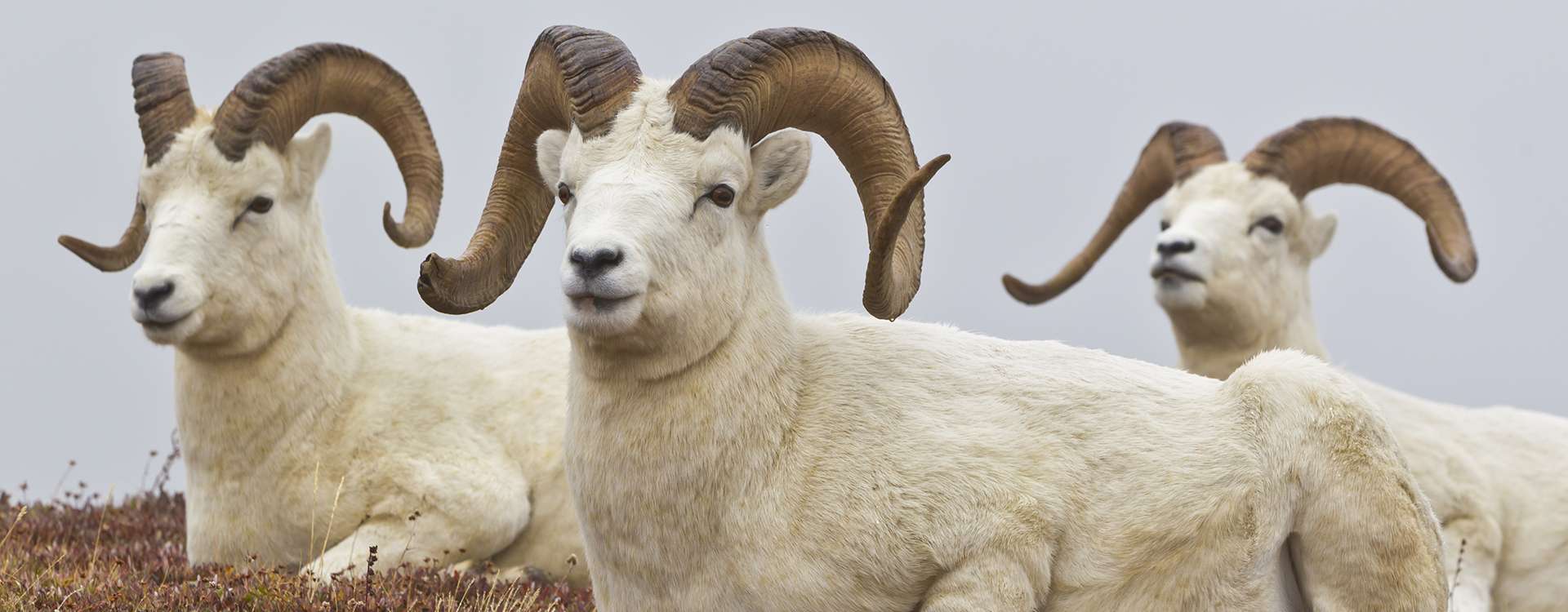 Dall Sheep