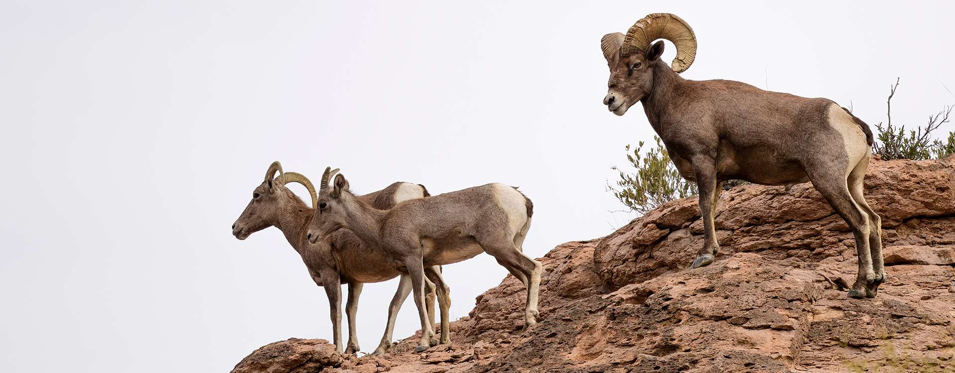 Desert Sheep