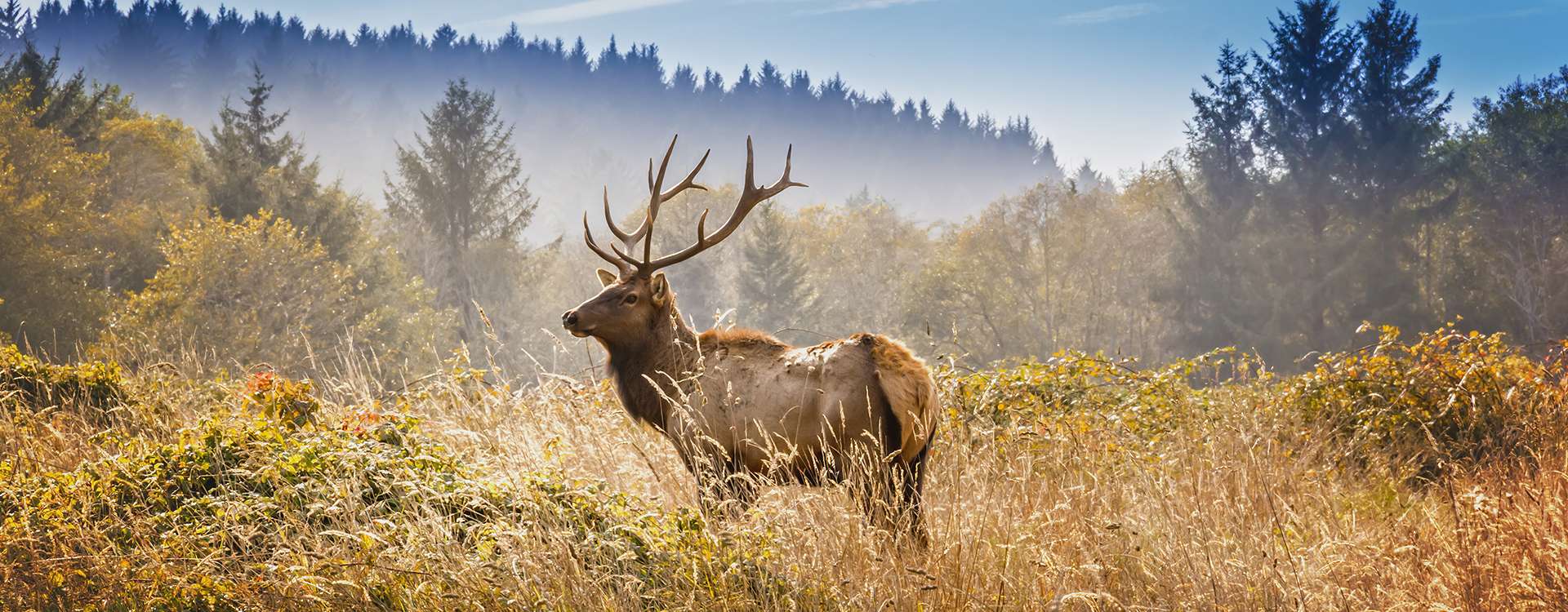 Tule Elk