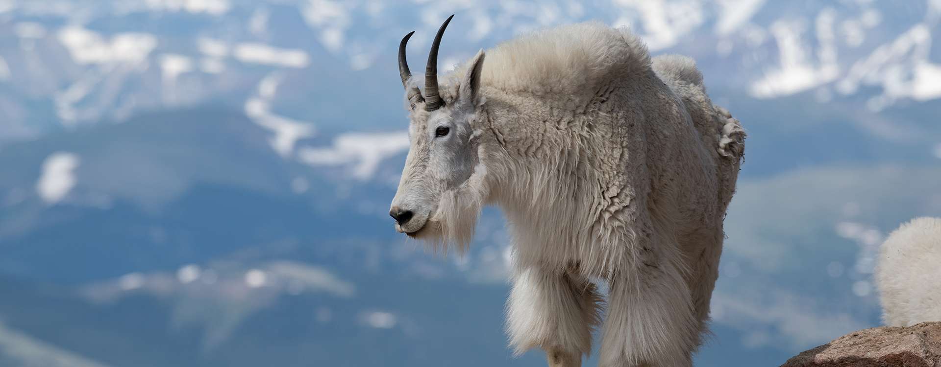 Mountain Goat