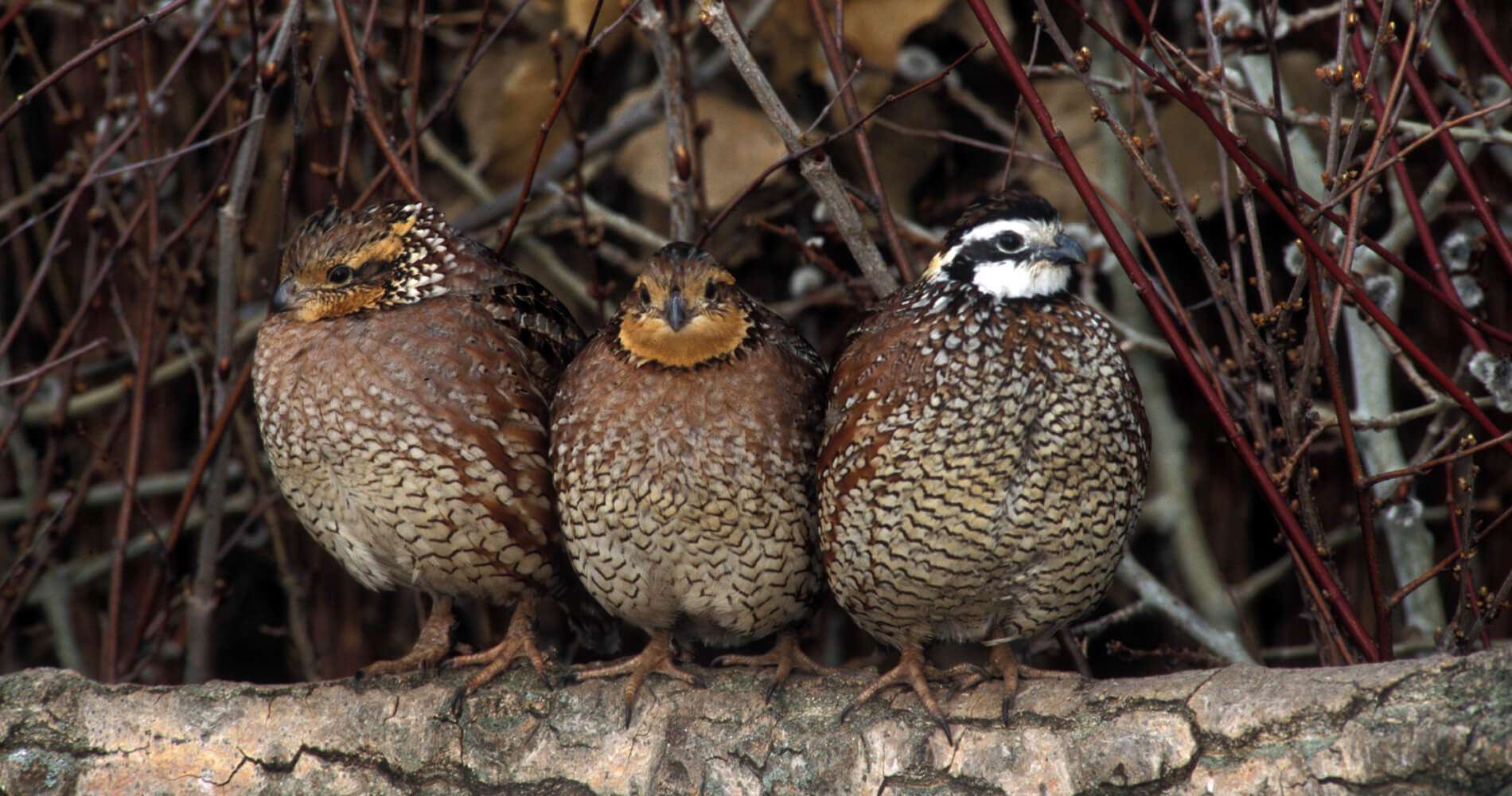 Alabama Covey Rise Chapter of Quail Forever