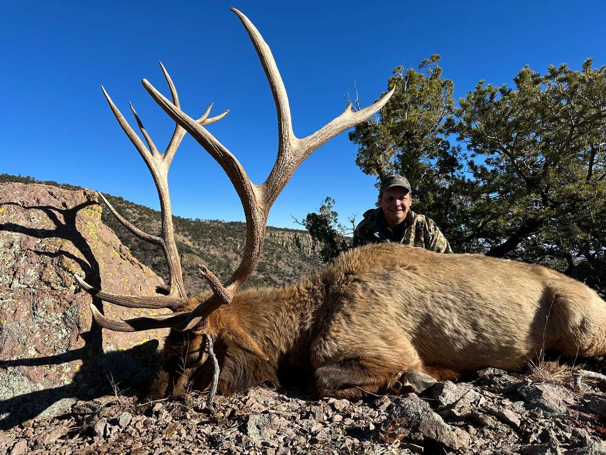 Trophy Bull Elk in NM