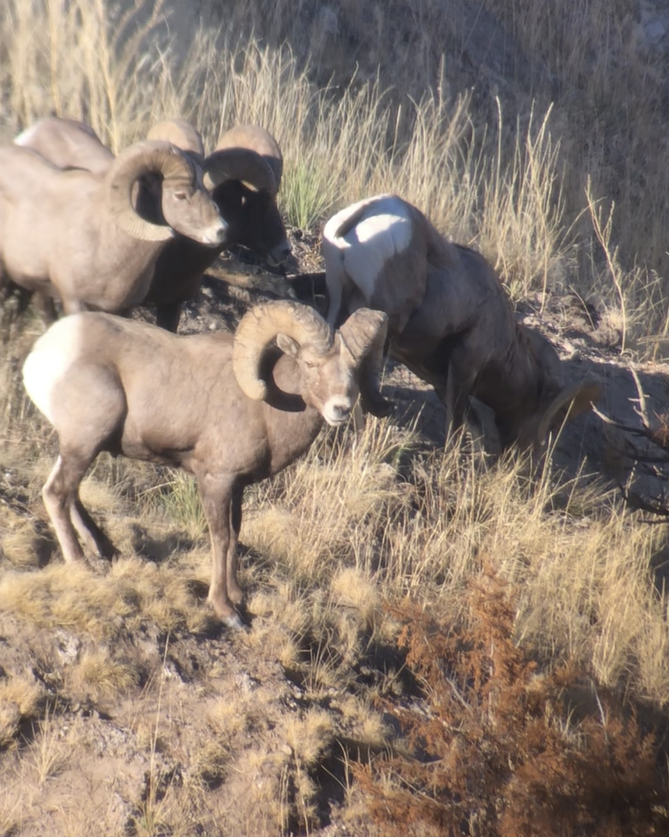 Rocky Mountain Bighorn Sheep