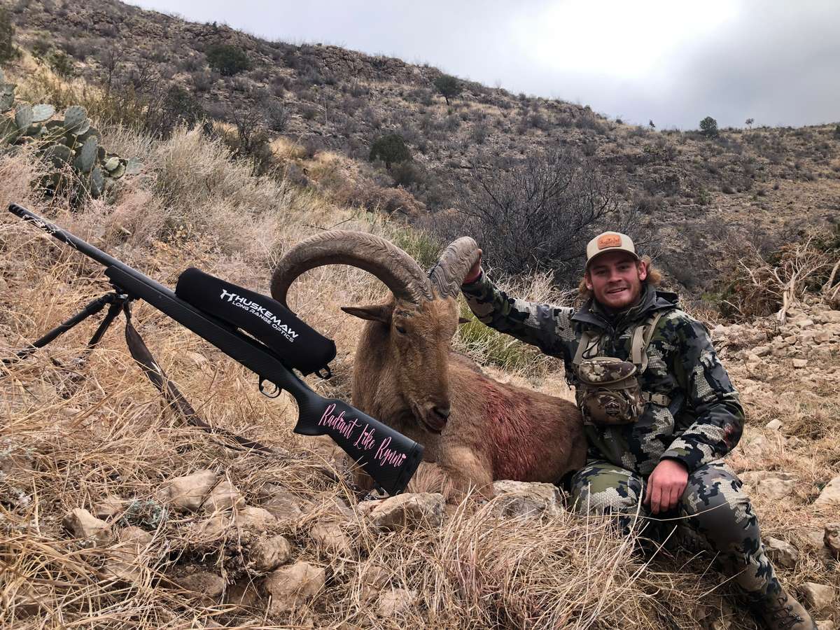 New Mexico Aoudad Sheep