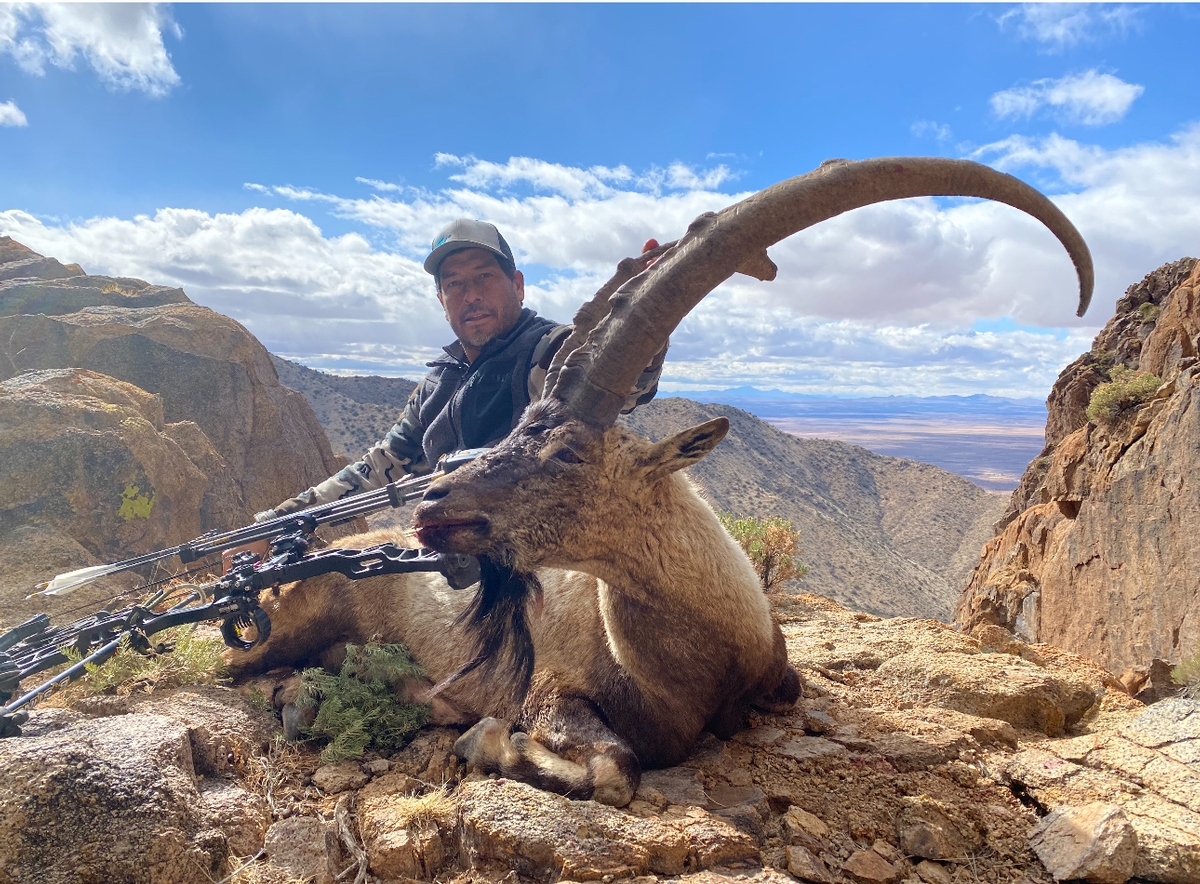 New Mexico Ibex