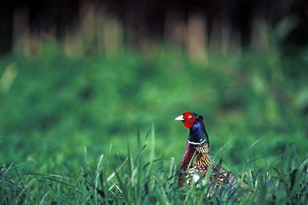 About Ramsey County Pheasants Forever