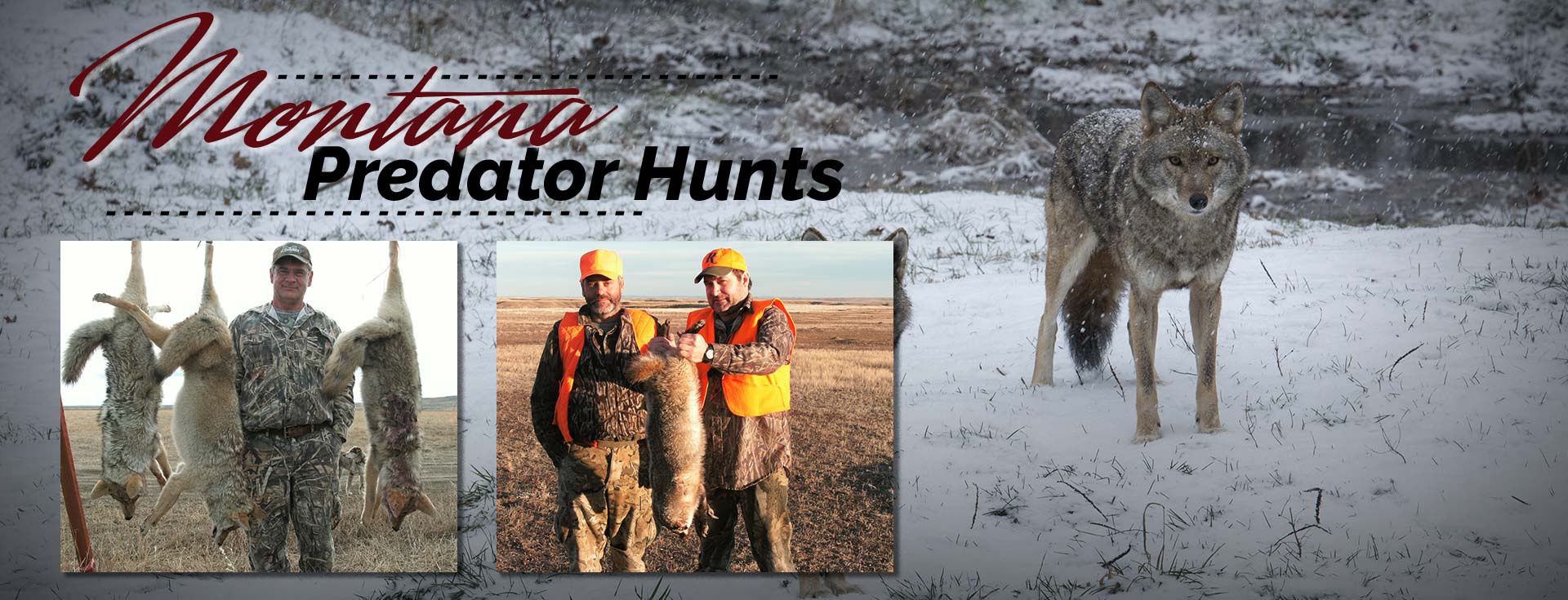 Guided Montana Coyote Hunting