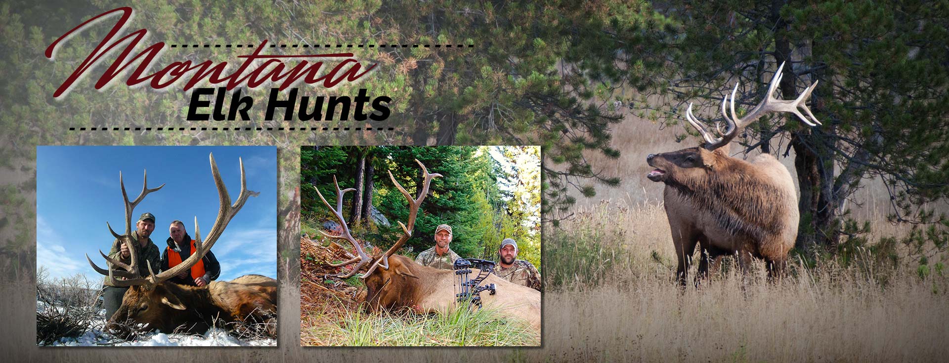 Elk Hunting Guide & Outfitter