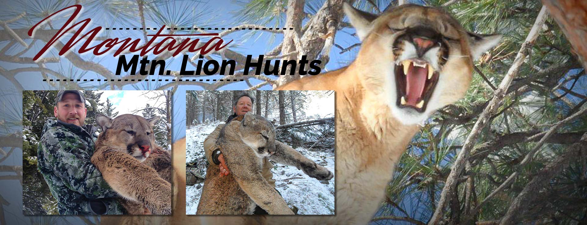 Montana Mountain Lion/Cougar Hunting