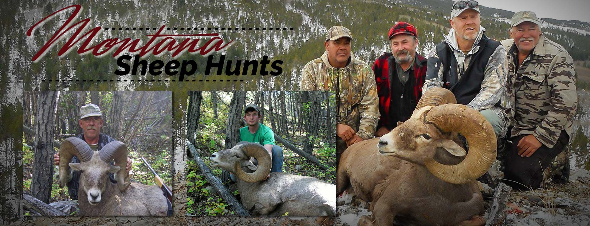 Montana Bighorn Sheep Hunting Outfitter