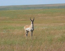 Archery Antelope