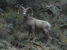 Bighorn Sheep hunting