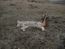 A pale coyote