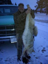 A big Montana coyote