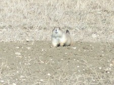 Prairie dogs