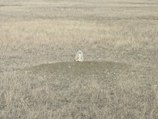 A Montana prairie dog