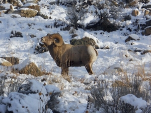 Salmon_river_bighorn_picnic.jpg