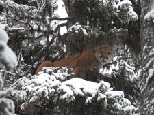 Treed lion