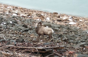 bighorn-sheep.jpg