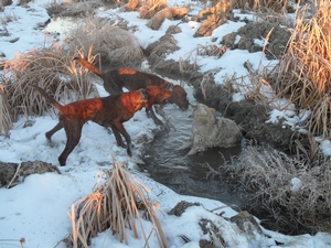 coyote_catch_007.JPG