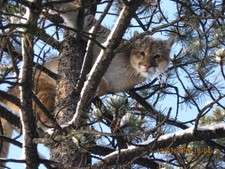 Mountain Lion Hunting Photo Gallery