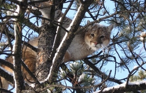 mountain-lion-in-tree.jpg