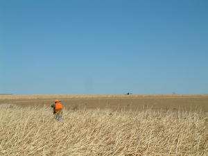 pheasant-hunter.jpg