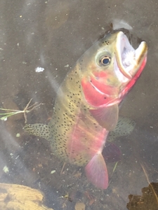 Cutthroat trout