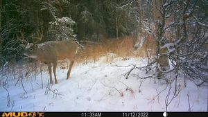 Trailcam1.jpg